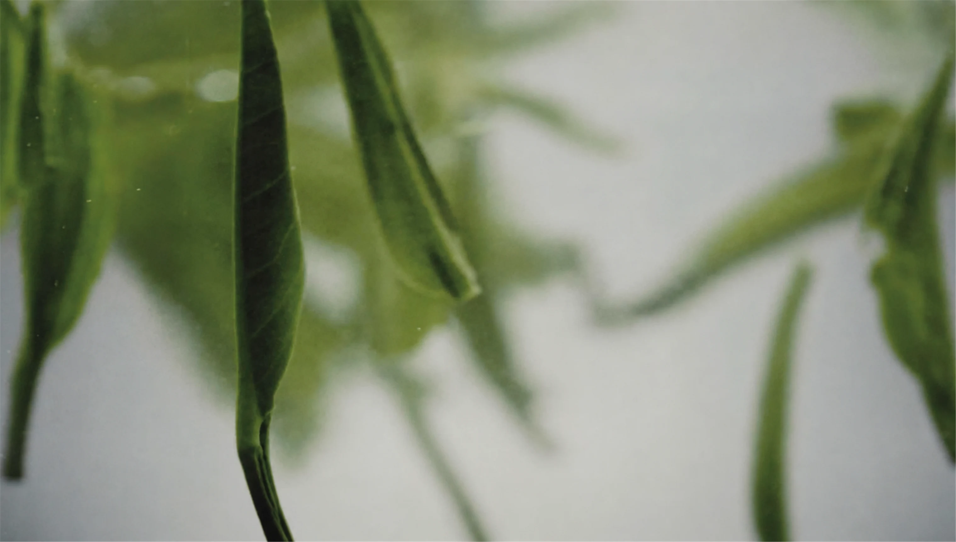 Soft-focus green tea leaves